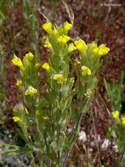 Image of cutleaf Indian paintbrush