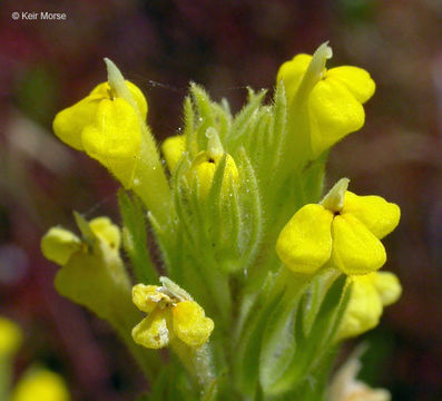 Image of cutleaf Indian paintbrush