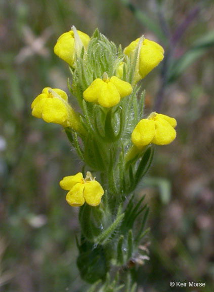 Image of cutleaf Indian paintbrush