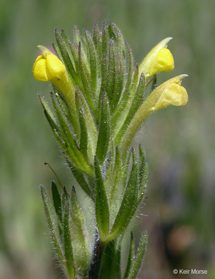 Image of cutleaf Indian paintbrush