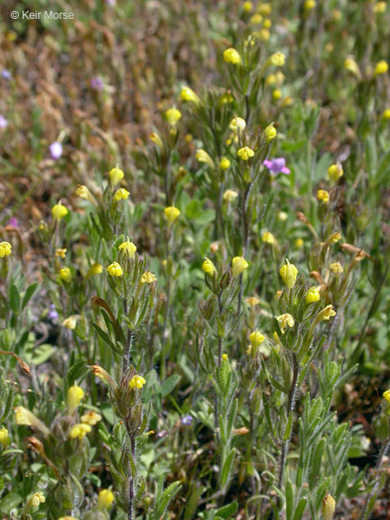 Image of cutleaf Indian paintbrush