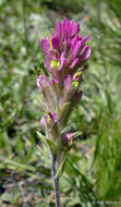 Image of Lemmon's Indian paintbrush