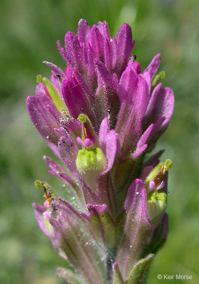 Image of Lemmon's Indian paintbrush