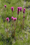 Image of Lemmon's Indian paintbrush