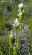 Image of Lemmon's Indian paintbrush