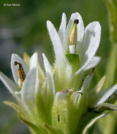 Image of Lemmon's Indian paintbrush