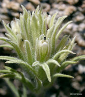 Image of dwarf alpine Indian paintbrush