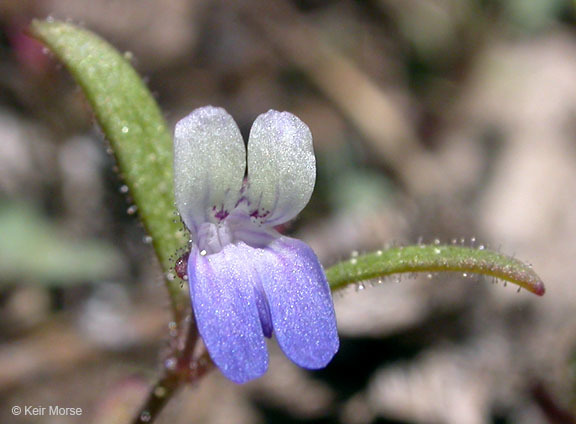 Image of Wright's blue eyed Mary