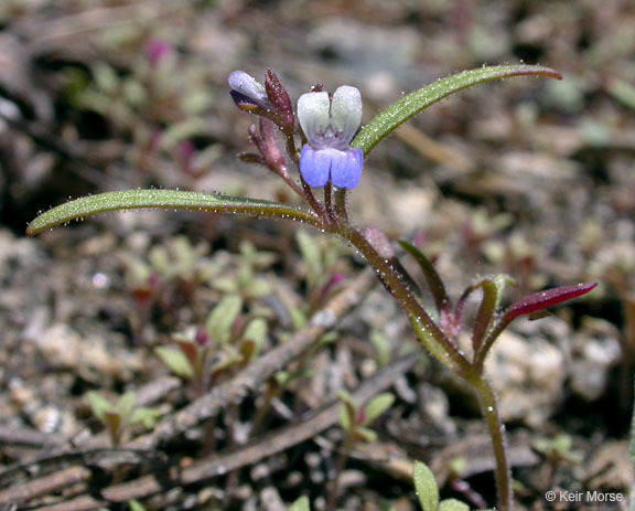 Image of Wright's blue eyed Mary