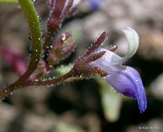 Image of Wright's blue eyed Mary