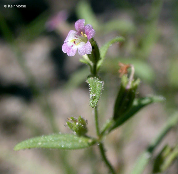 Plancia ëd <i>Mimulus breweri</i>