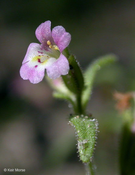 Plancia ëd <i>Mimulus breweri</i>