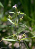 Plancia ëd <i>Mimulus breweri</i>