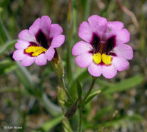 Image of <i>Mimulus filicaulis</i>