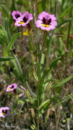 Image of <i>Mimulus filicaulis</i>