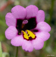 Plancia ëd <i>Mimulus filicaulis</i>