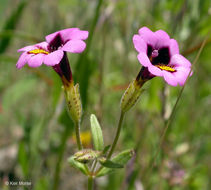 Image of <i>Mimulus filicaulis</i>