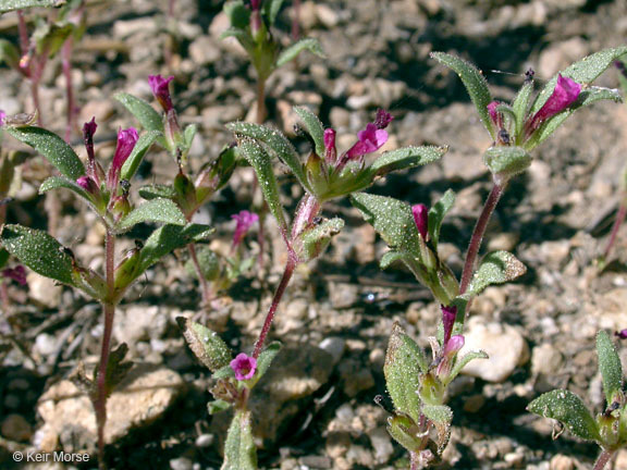 Image of <i>Mimulus leptaleus</i>