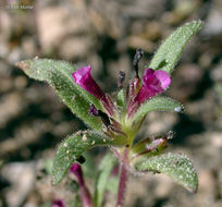 Image of <i>Mimulus leptaleus</i>