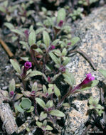 Image of <i>Mimulus leptaleus</i>