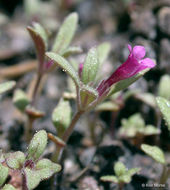 Image of <i>Mimulus leptaleus</i>