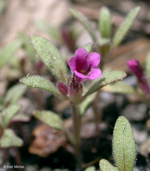 Image of <i>Mimulus leptaleus</i>