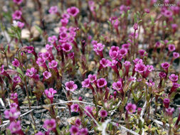 Image of <i>Mimulus leptaleus</i>