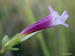 Image of <i>Mimulus torreyi</i>