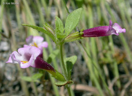 Image of <i>Mimulus torreyi</i>