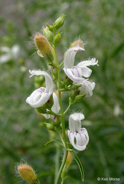 Image of bush beardtongue