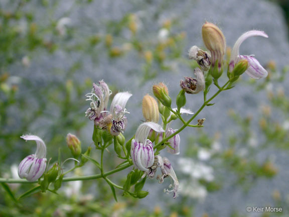 Image of bush beardtongue