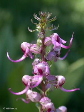 Image of elephanthead lousewort