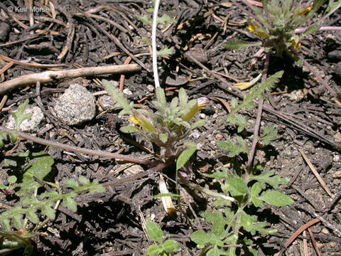 صورة Pedicularis semibarbata A. Gray