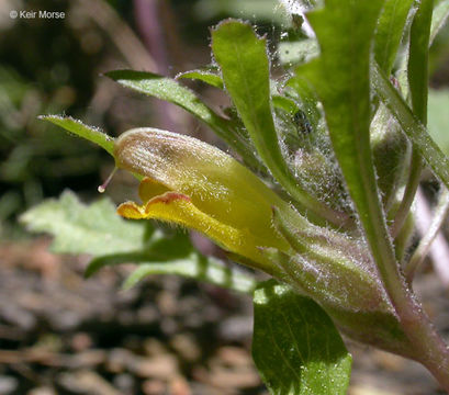 Imagem de Pedicularis semibarbata A. Gray