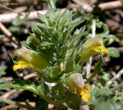 صورة Pedicularis semibarbata A. Gray