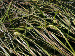 Image of European bur-reed