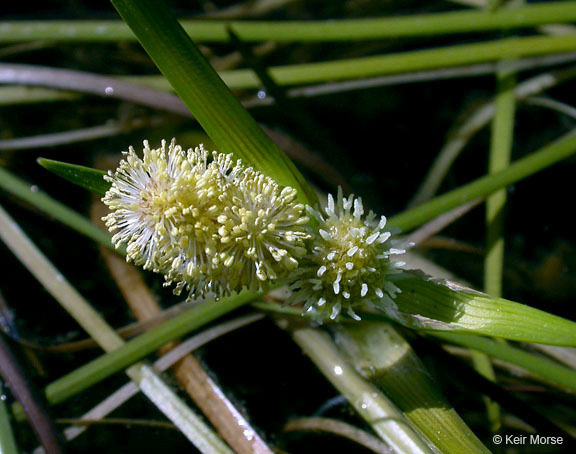 Image of European bur-reed