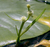 Image of Least Bur-reed