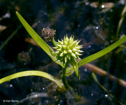 Image de Hérisson d’eau