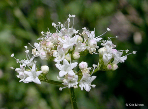 Image of California valerian