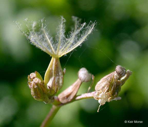 Image of California valerian