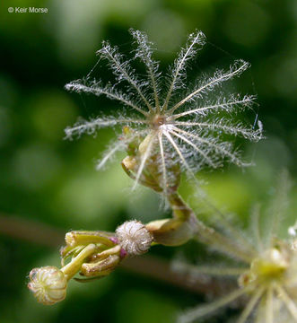 Image of California valerian