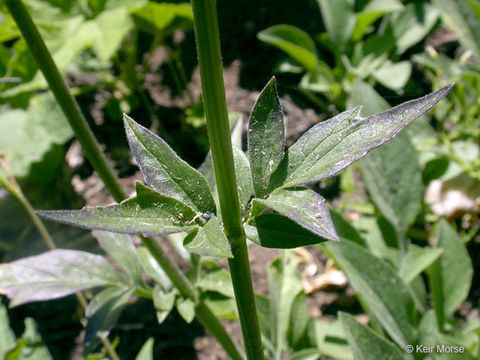 Image of California valerian