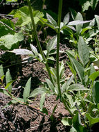 Image of California valerian