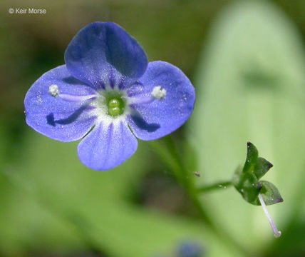 Image of American speedwell