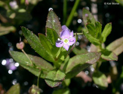 Image of Marsh Speedwell