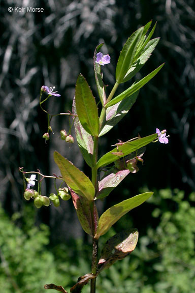 Image of Marsh Speedwell