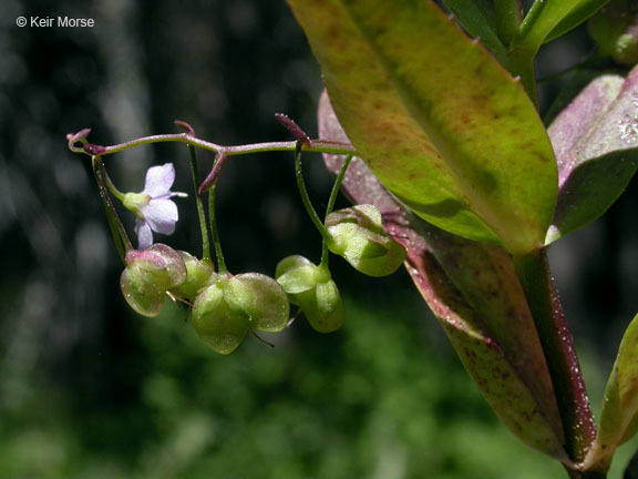 Image of Marsh Speedwell