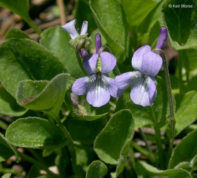 Image of Early Blue (Hook) Violet