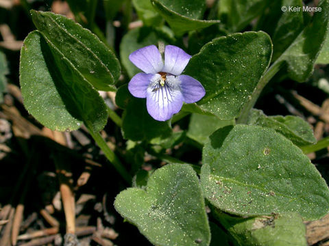 Image of Early Blue (Hook) Violet